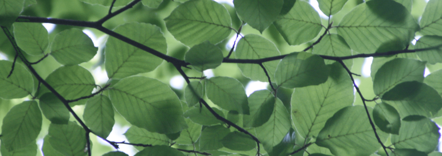 A close-up of some lush, green leaves on a tree; photo via Michael Heinrich/Canva.
