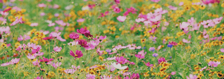 A meadow filled with yellow and pink wildflowers; photo via Jupiter Images/Canva.