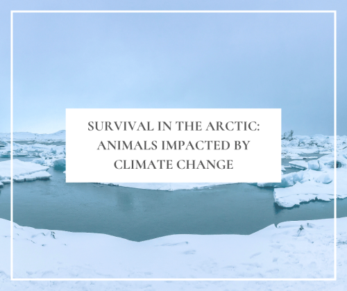 Click here to read, “Survival in the Arctic: Animals Impacted by Climate Change”; a post about the urgent need to protect Arctic wildlife from melting ice, rising ocean temperatures, and habitat loss.